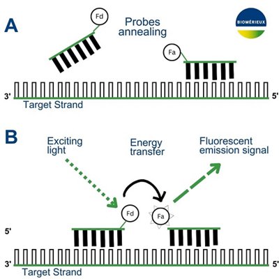 FRET Schema