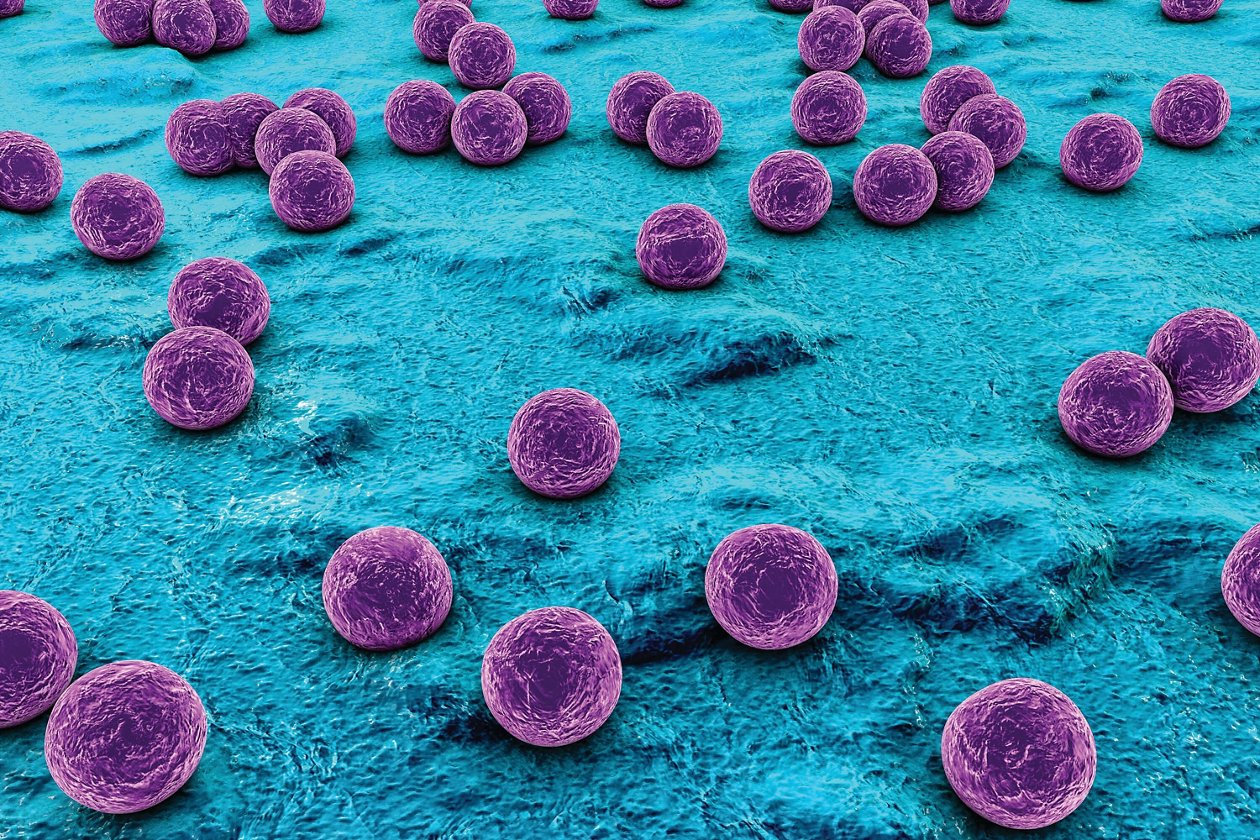 Staphylococcus aureus 