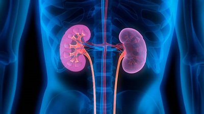 X-ray illustration of kidneys 