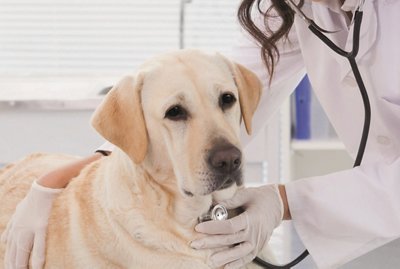 Technician Reviewing Information with Client