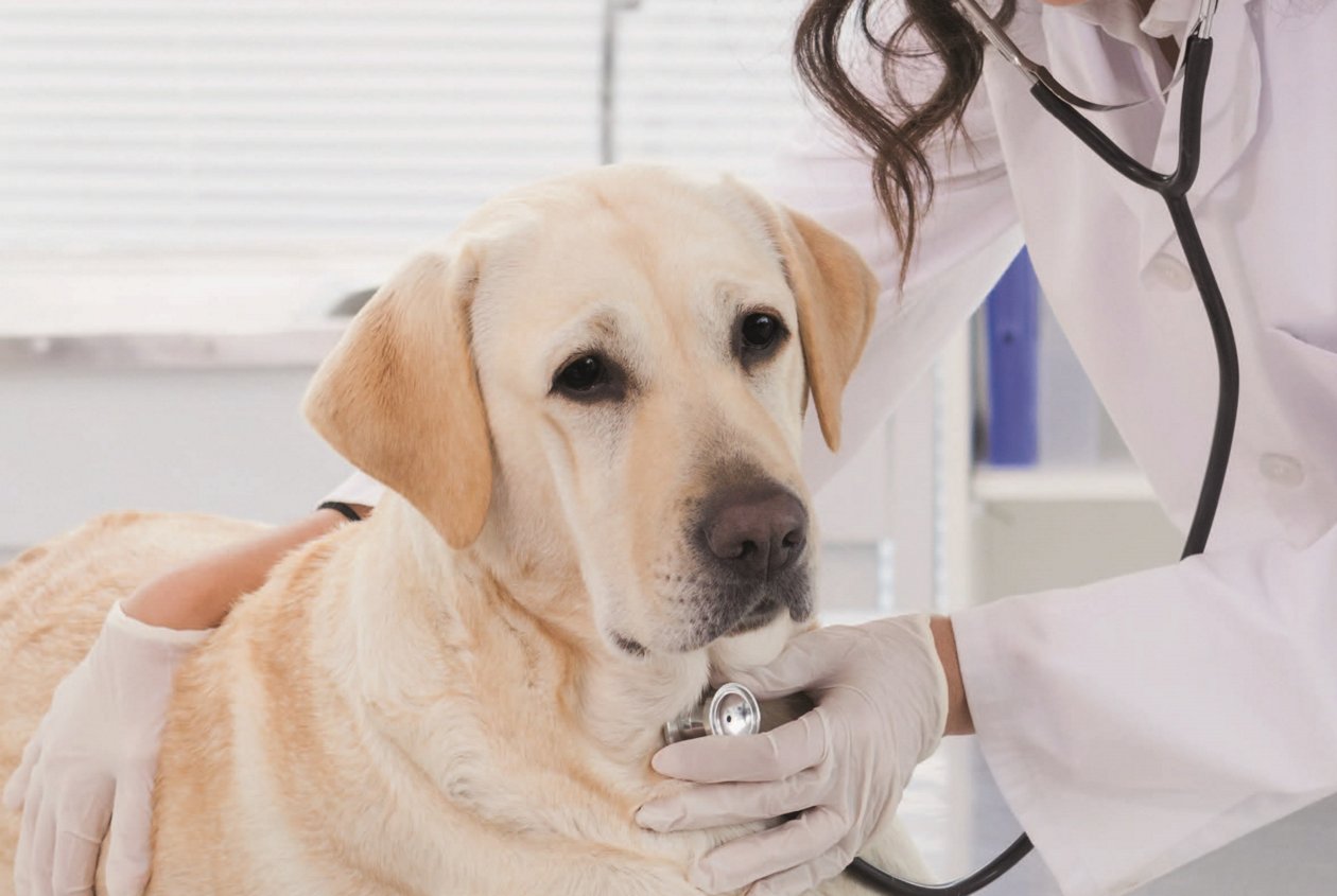 Veterinary Diagnostics