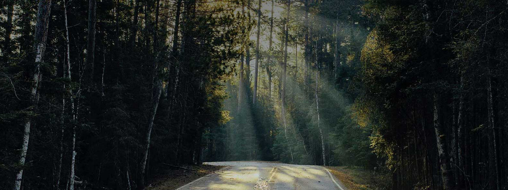 road through a dense forest with sunbeams