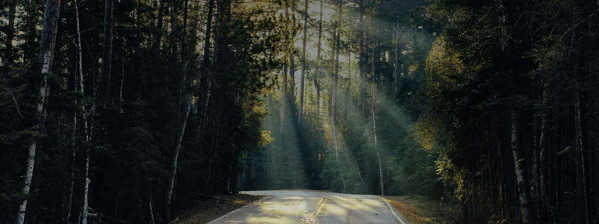 road through a dense forest with sunbeams