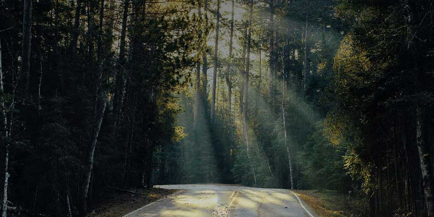 road through a dense forest with sunbeams