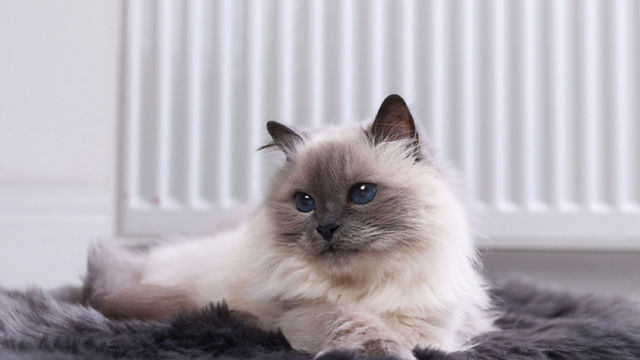 Cute fluffy cat on rug near radiator at home; Shutterstock ID 2534501423; purchase_order: sito; job: ; client: ; other: 