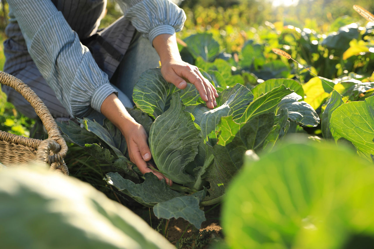 Agricoltura