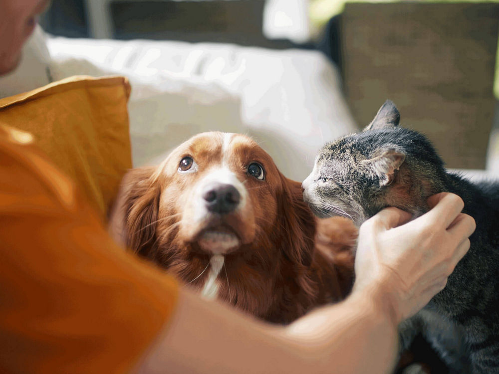 Ein Mann sitzt mit seiner Katze und seinem Hund auf dem Sofa