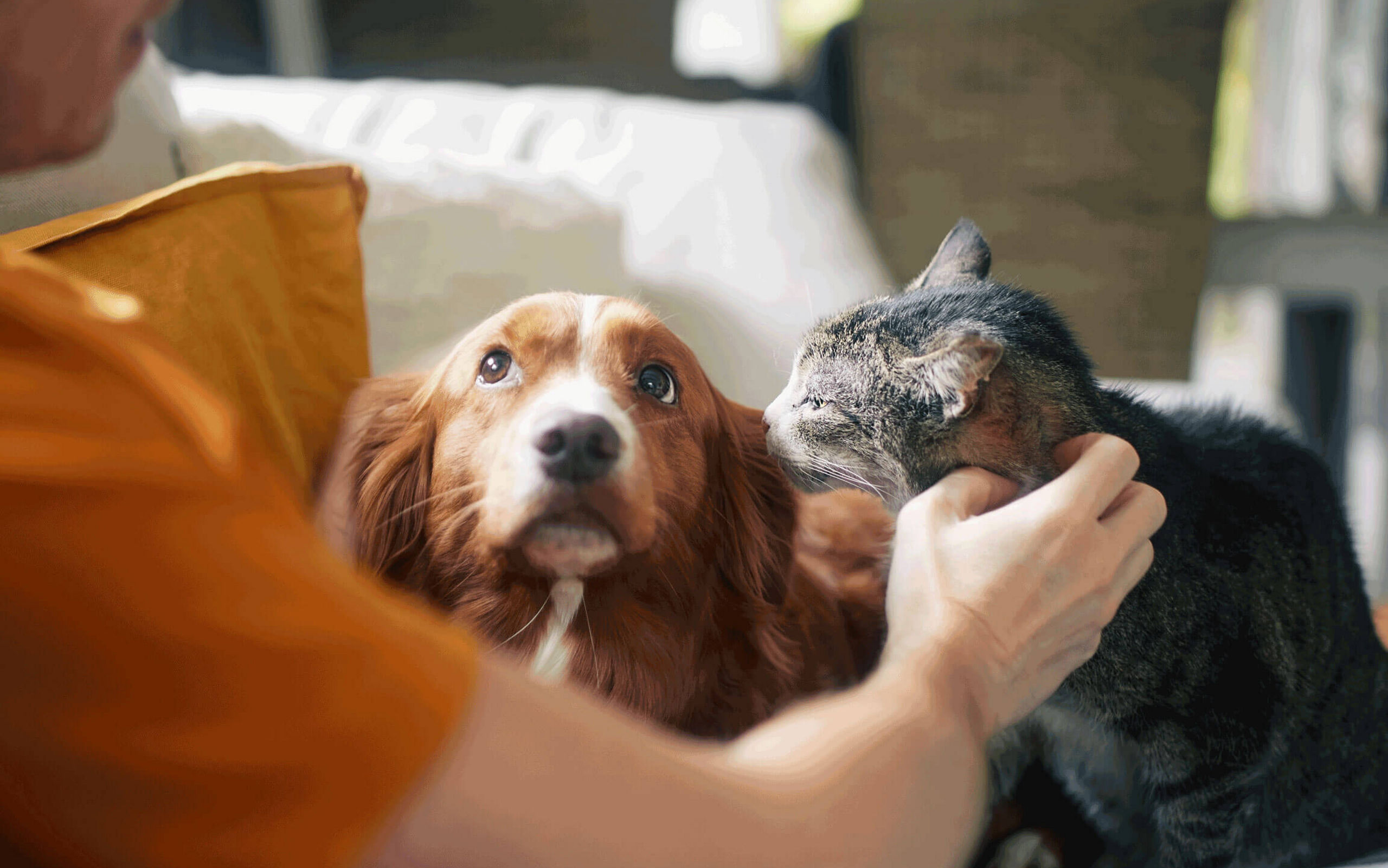 Ein Mann sitzt mit seiner Katze und seinem Hund auf dem Sofa