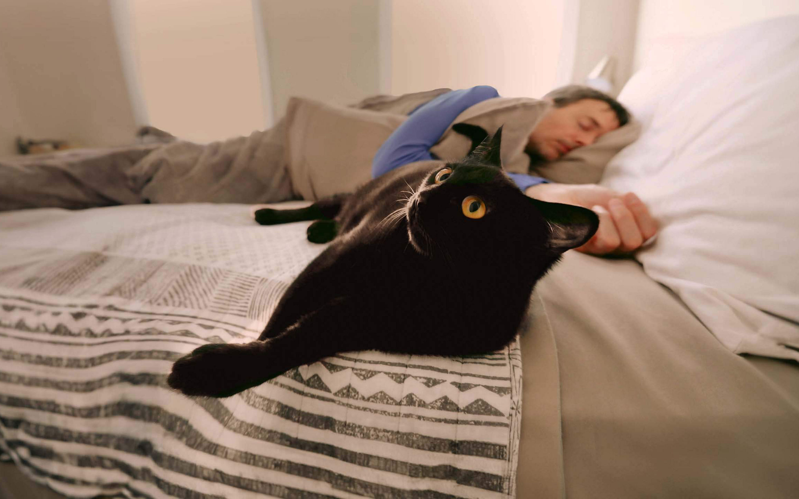 Eine schwarze Katze liegt im Bett neben einem schlafenden Mann