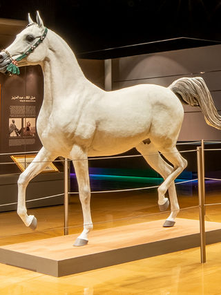 Arabian Horse Gallery Diriyah Horse Exhibit