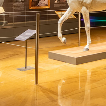 Arabian Horse Gallery Diriyah Horse Exhibit