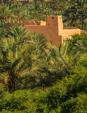 Diriyah Date palms
