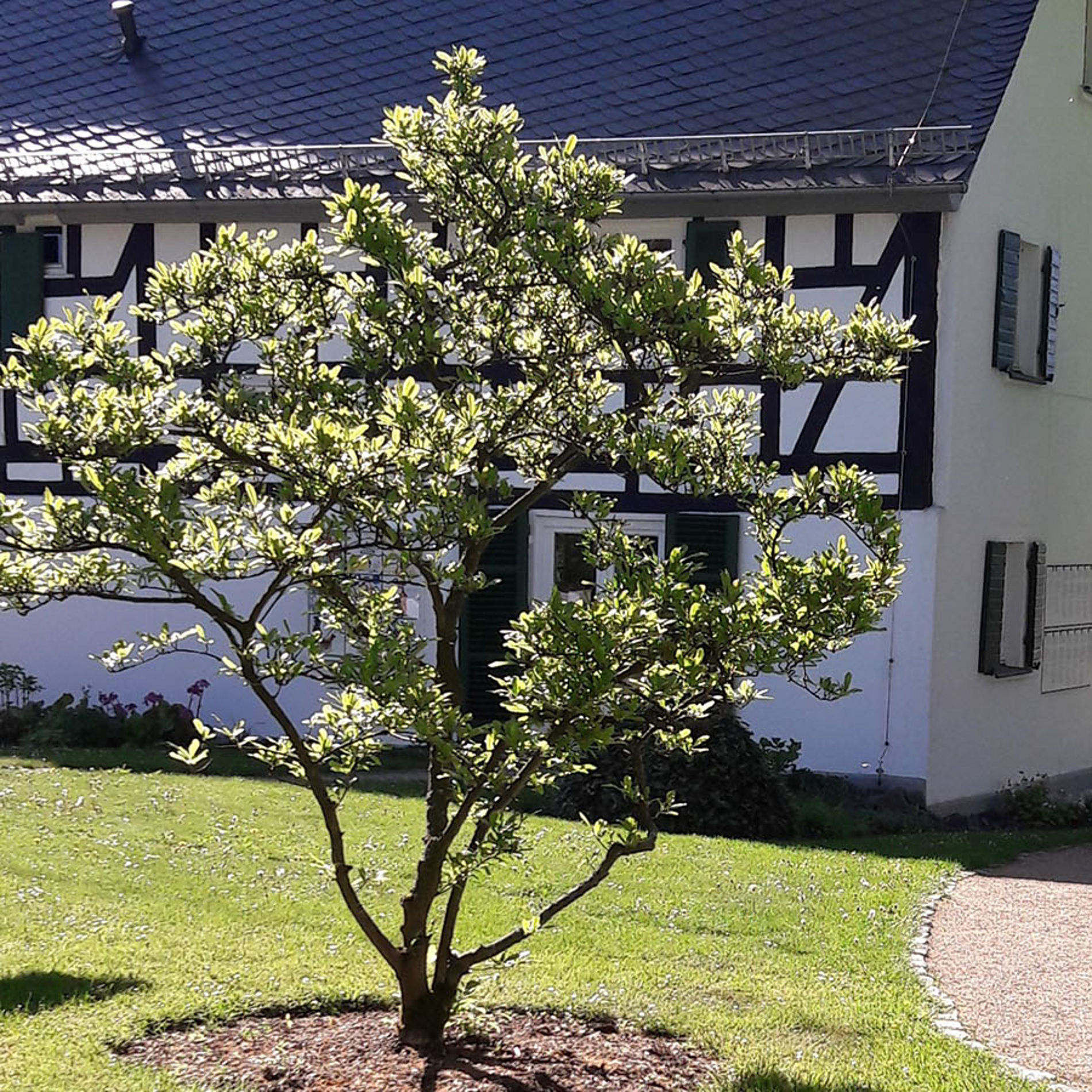 Fußweg zum Raiffeisenhaus