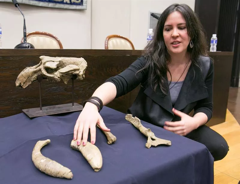 Restos arqueológicos del sirenio presentados por la doctora Ester Díaz Berenguer. Foto: EFE.