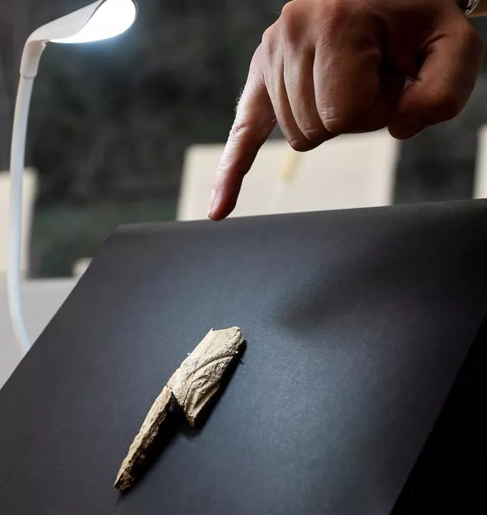 Zerbido baten adarrarekin egindako zintzilikarioa topatu dute. Argazkia: Efe.