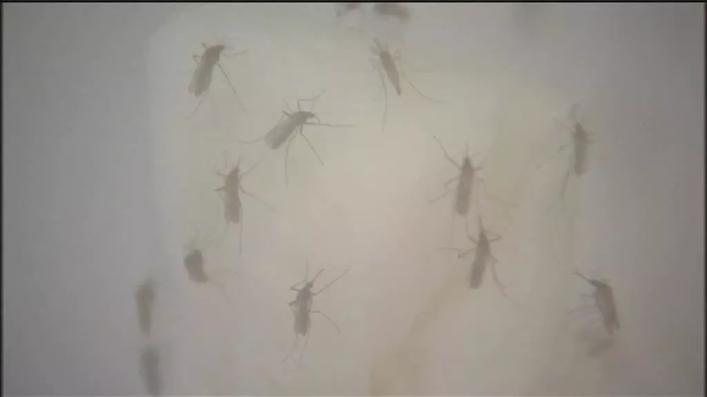 MOSQUITO TIGRE EITB