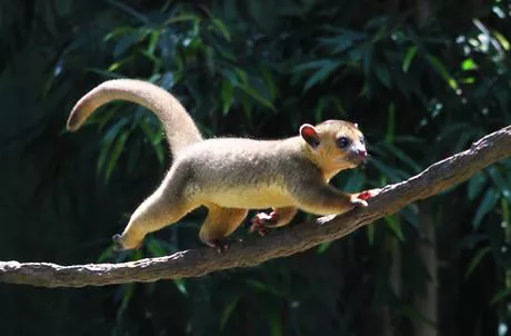 kinkajou