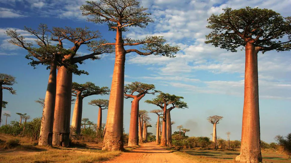 Baobab zuhaitzak