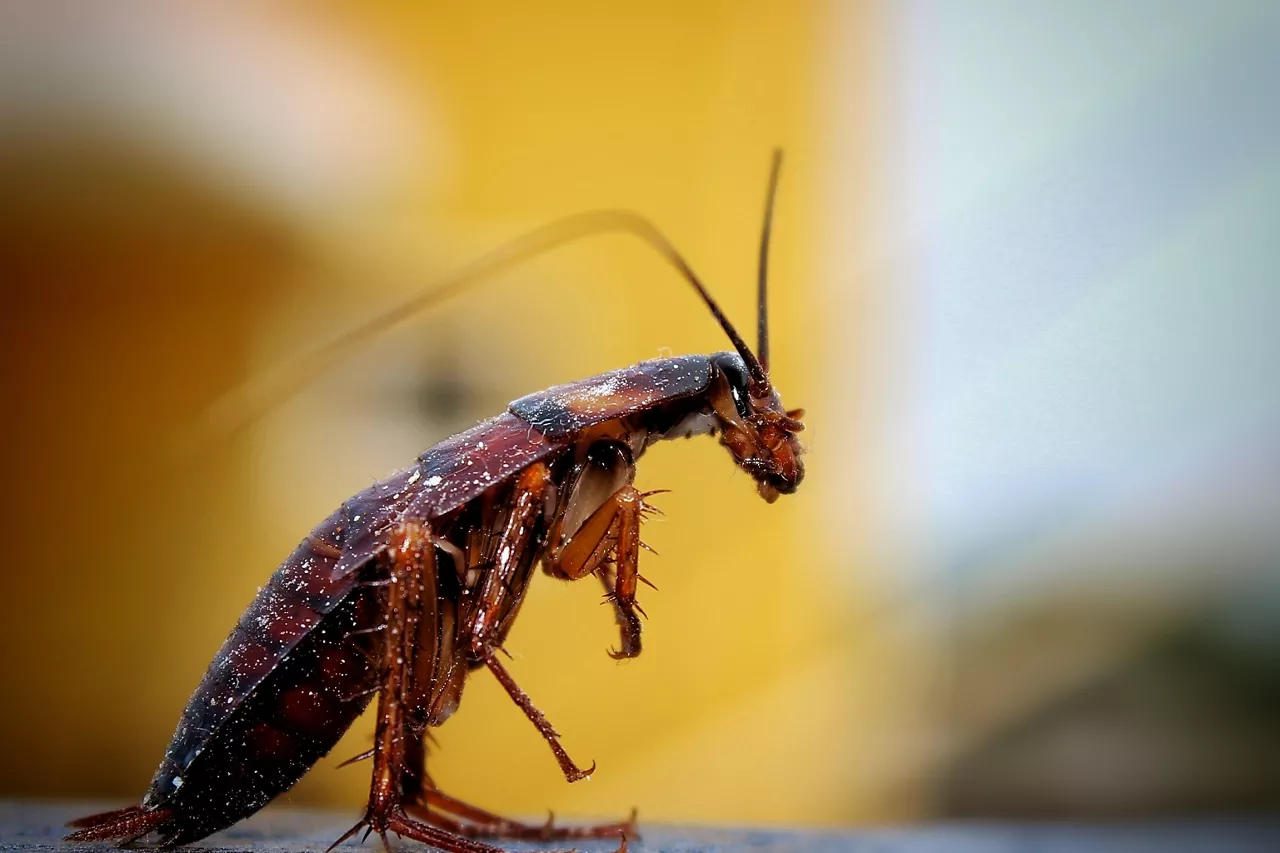 Cucaracha