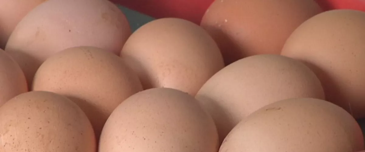 20191002142035_arrautza-huevos_