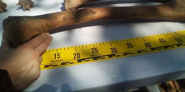 Aurkitutako hezurrak. Argazkia: Aranzadi