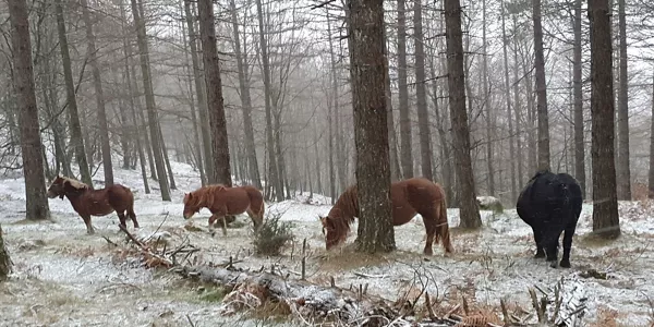 Nieve en Alorramendi. Foto: Gurutze Azcarate