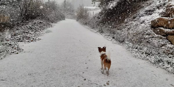 Nieve en Araia. Foto: Unai Bayon Aranburu