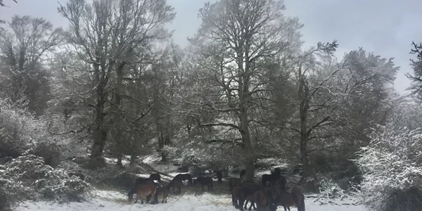 Nieve en Iturgoien. Foto: Javier Pérez de Obanos