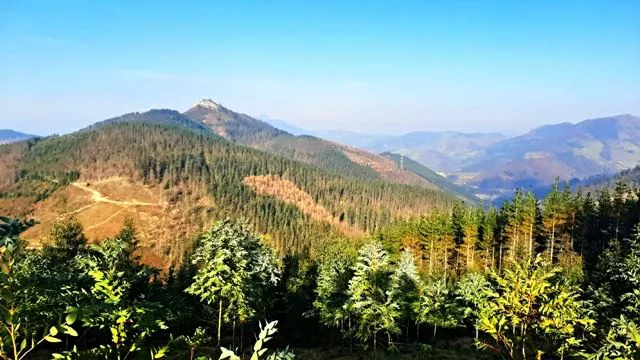 ELGETA RIKARDO AGIRREGOMEZKORTA EUCALIPTO