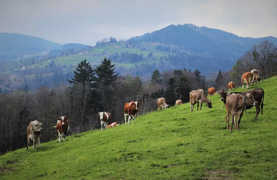 Vacas
