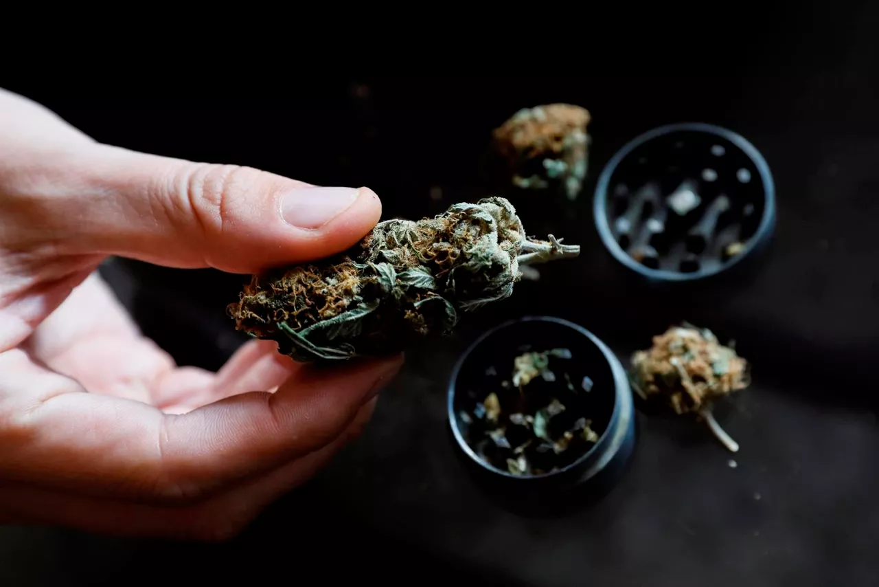 Una persona, con un cogollo de marihuana. EFE.