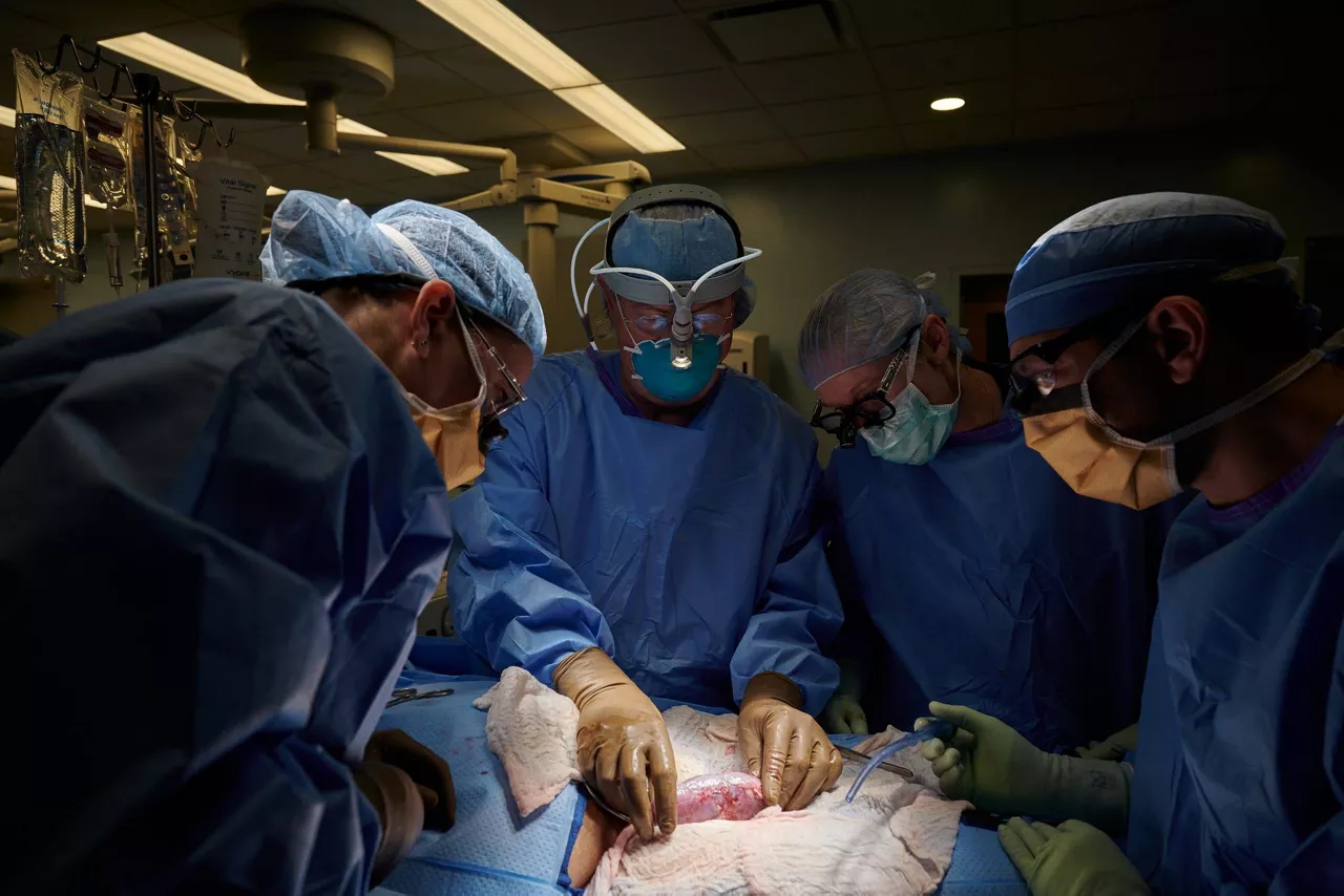 033ab374-208d-498f-a821-b4c9c7945b38-004_Carrotta_NYU-Xenotransplant-233