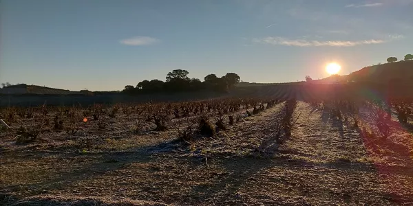 Rioja Alavesa. Imagen: Iratxe Diaz de Guereñu