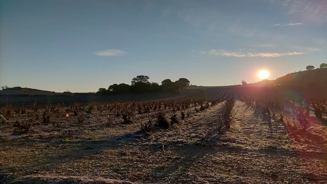 Rioja Alavesa. Imagen: Iratxe Diaz de Guereñu