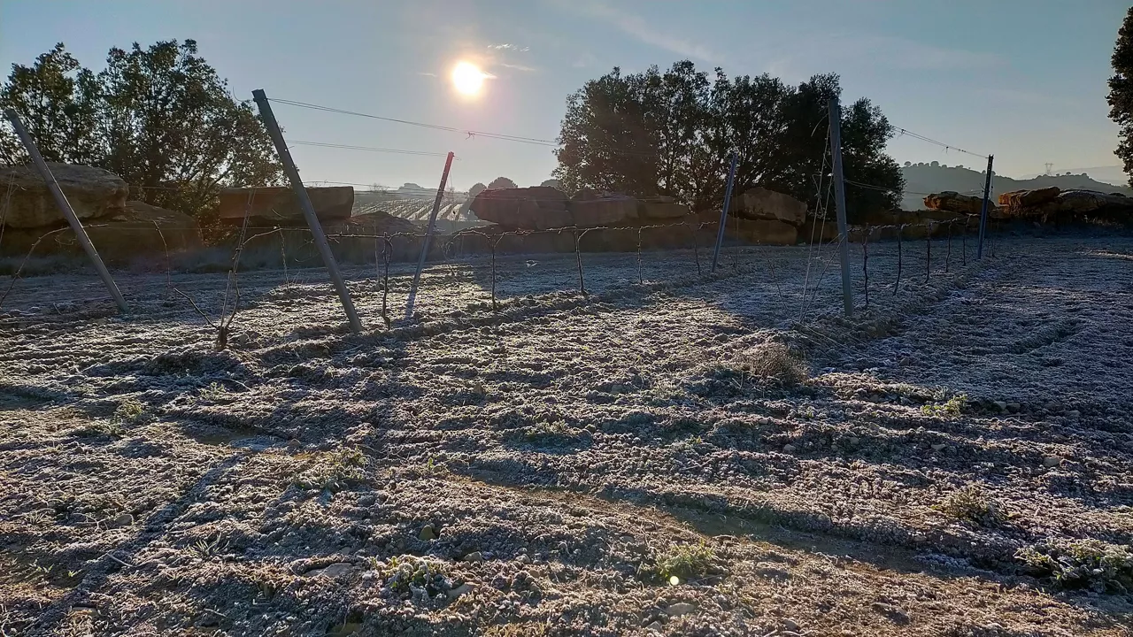 Rioja Alavesa. Imagen: Iratxe Diaz de Guereñu