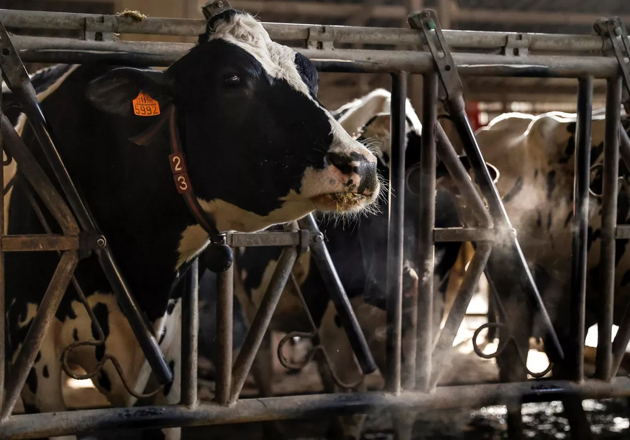 Vacas. Foto: Efe