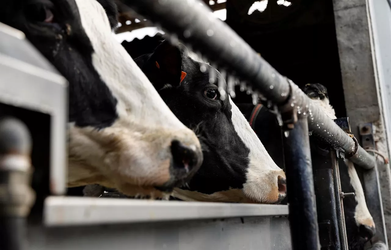Vacas en una explotación ganadera