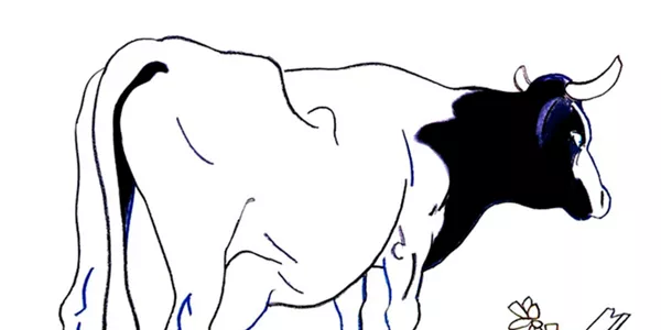 "Vacas" (Julio Medem), mejor dirección novel. 1993.