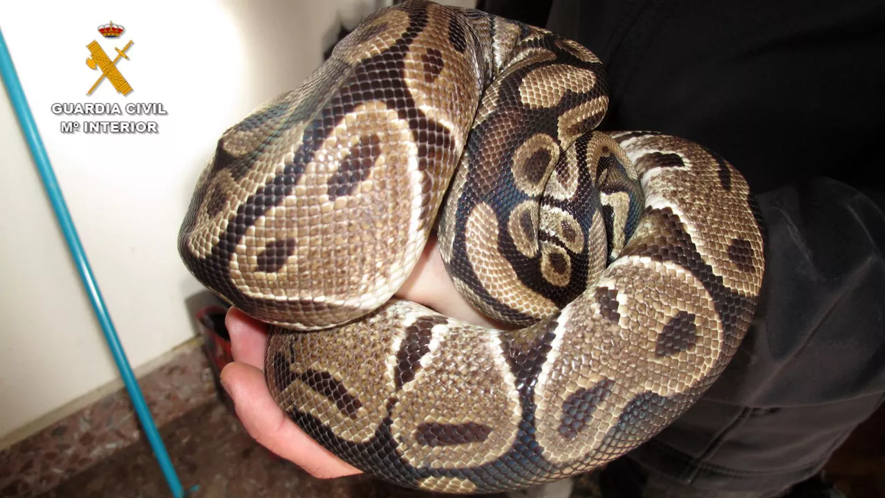 Ejemplar de pitón real (python regius) incautado en la Comarca de Pamplona