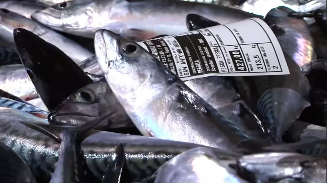 Verdel en el puerto de Hondarribia. Imagen obtenida de un vídeo de EITB Media.