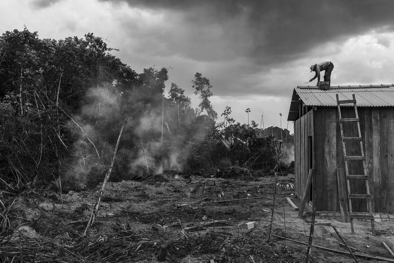 "Salvar los bosques con el fuego" de Matthew Abbott