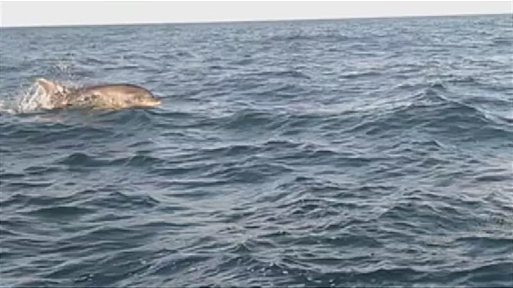 Delfines en el Abra. Imagen obtenida de un vídeo de Xabier Monge.