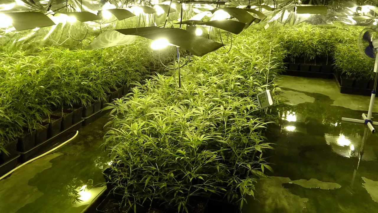 Plantación de marihuana en Trapagaran. Foto: Ertzaintza