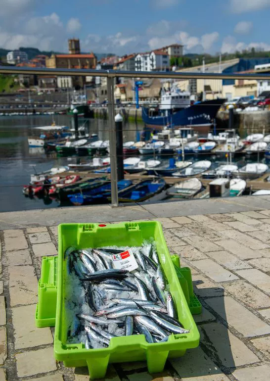 anchoa-antxoa-getaria-arrantza-pesca-irekia2
