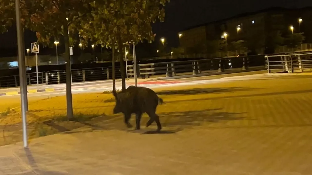 Basurdea Iruñean. EFEren bideo batetik ateratako irudia.