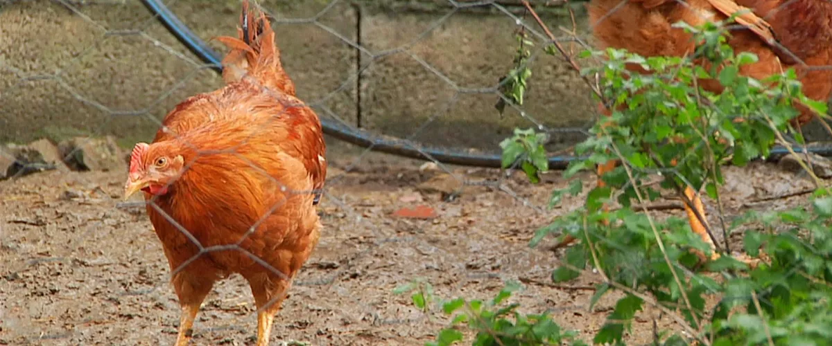 GALLINA GRIPE AVIAR