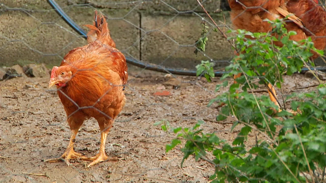 GALLINA GRIPE AVIAR