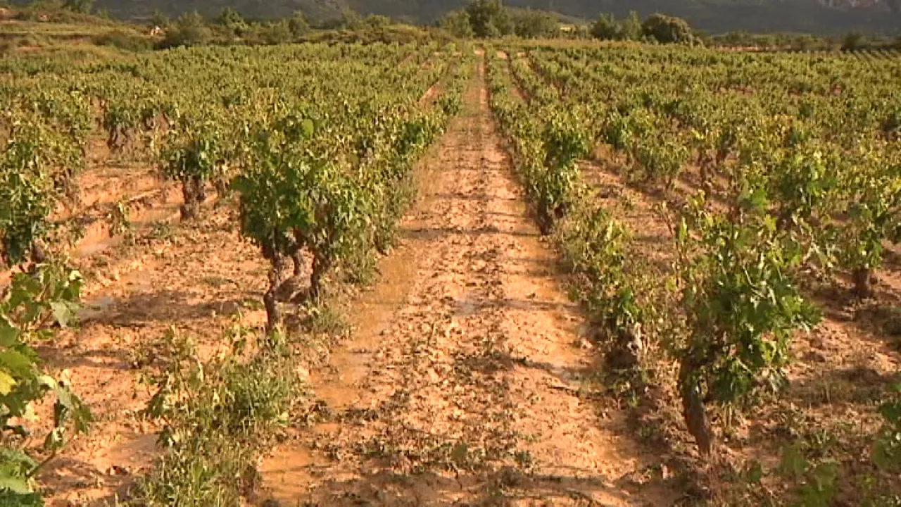 Viñedos