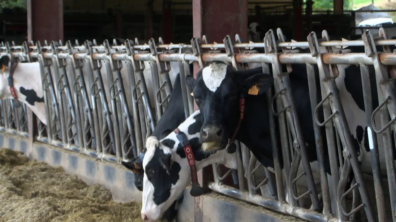 Behizain Eskola. Imagen: EITB Media