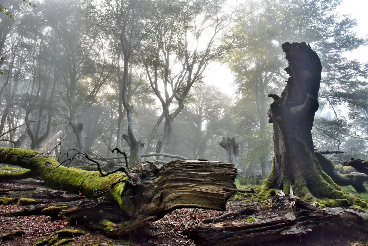 Bosques de Artikutza